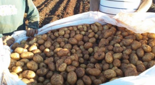 CWB-2L 2 Rows Working Speed 2-5 Km/h Potato Harvester for Carrots, or Onions