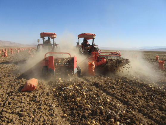 AWB-1600B High Efficiency 2 ROWS Potato Harvester 1200kg Potato Digger for Carrots, or Onions Without Damage